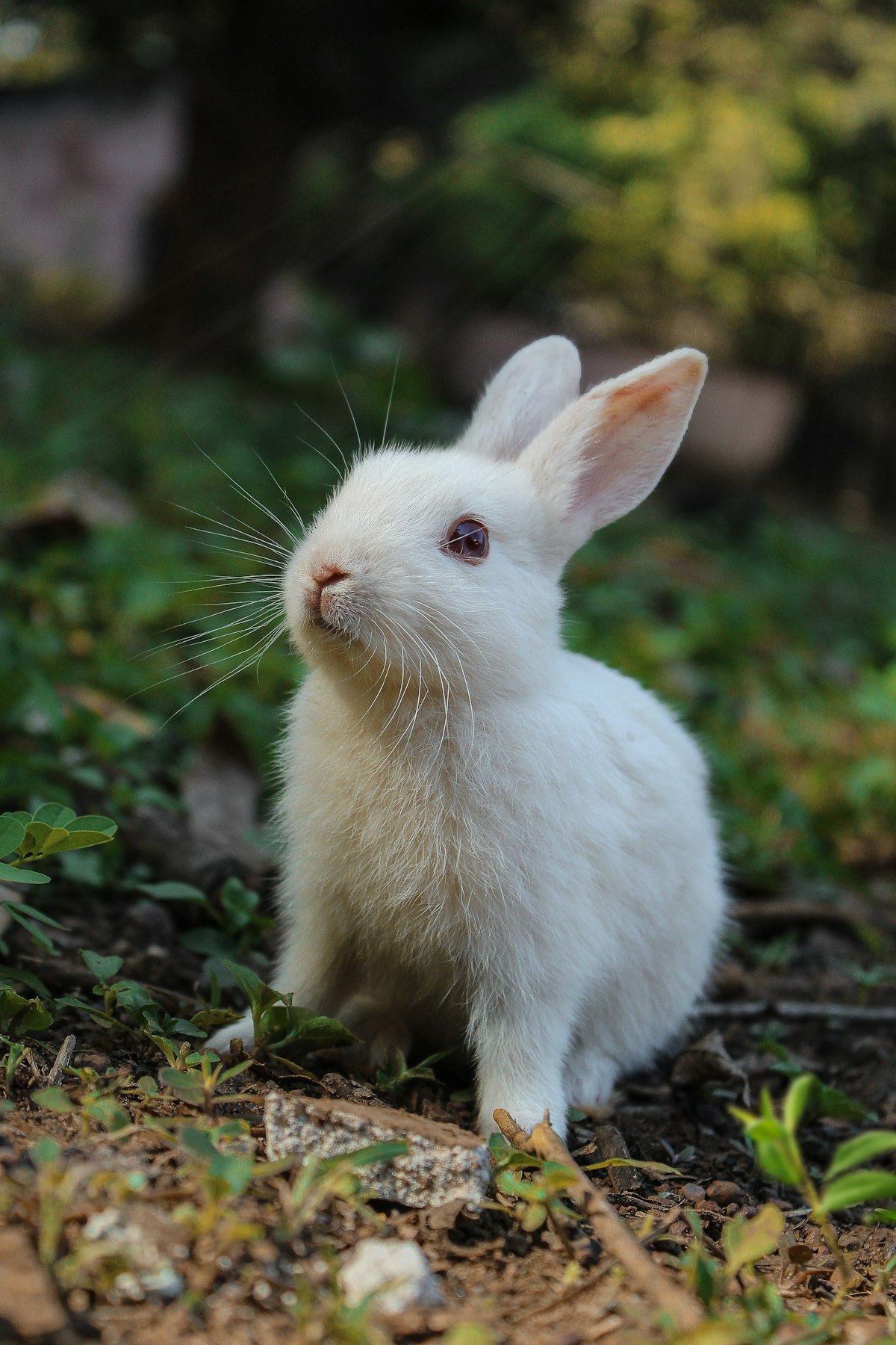"Little Bunny Foo Foo" Is Fascist Propaganda